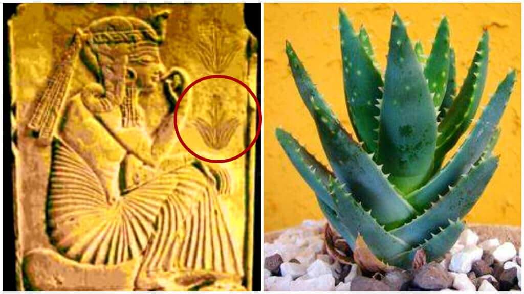 تاریخچه آلوئه ورا