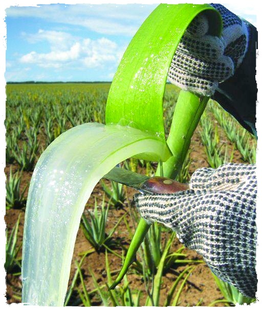 مزارع کشت آلوئه ورا فوراور لیوینگ