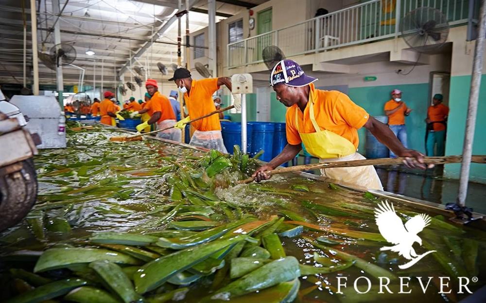 کارخانه تولید محصولات آلوئه ورای فوراور